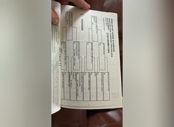 Caballo de deporte irlandés, Yegua, 6 años, 164 cm, Castaño rojizo