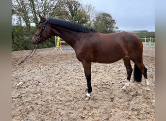 Caballo de deporte irlandés, Yegua, 6 años, 164 cm, Castaño rojizo