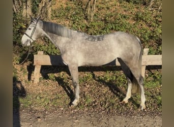 Caballo de deporte irlandés, Yegua, 6 años, 164 cm, Tordo rodado