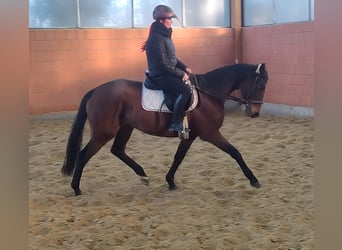 Caballo de deporte irlandés, Yegua, 6 años, 165 cm, Castaño