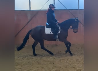 Caballo de deporte irlandés, Yegua, 6 años, 165 cm, Castaño