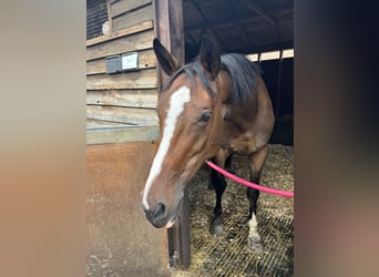 Caballo de deporte irlandés, Yegua, 6 años, 165 cm, Castaño rojizo