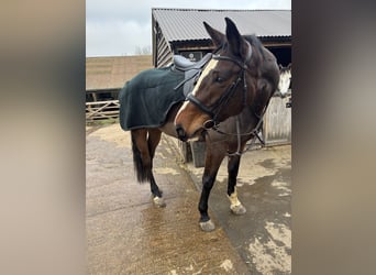 Caballo de deporte irlandés, Yegua, 6 años, 165 cm, Castaño rojizo