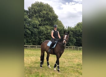 Caballo de deporte irlandés, Yegua, 6 años, 165 cm, Castaño rojizo