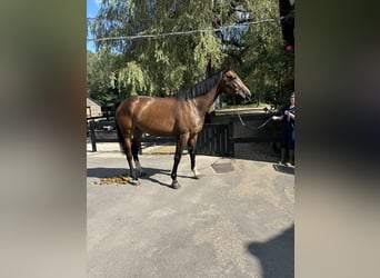 Caballo de deporte irlandés, Yegua, 6 años, 165 cm, Castaño rojizo