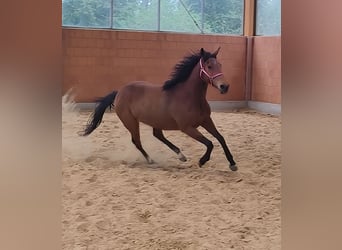 Caballo de deporte irlandés, Yegua, 6 años, 166 cm, Castaño