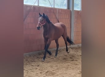 Caballo de deporte irlandés, Yegua, 6 años, 166 cm, Castaño