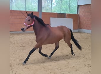 Caballo de deporte irlandés, Yegua, 6 años, 166 cm, Castaño