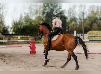 Caballo de deporte irlandés, Yegua, 6 años, 166 cm, Castaño