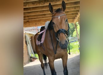 Caballo de deporte irlandés, Yegua, 6 años, 166 cm, Castaño