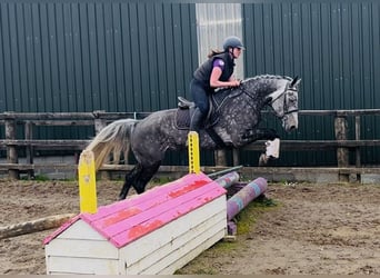 Caballo de deporte irlandés, Yegua, 6 años, 166 cm, Tordo rodado