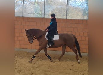 Caballo de deporte irlandés, Yegua, 6 años, 168 cm, Alazán