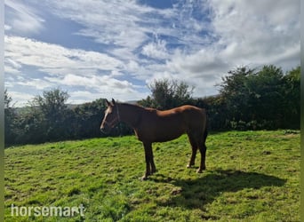 Caballo de deporte irlandés, Yegua, 6 años, 168 cm, Alazán-tostado