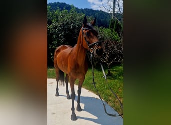 Caballo de deporte irlandés, Yegua, 6 años, 168 cm, Castaño