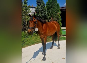 Caballo de deporte irlandés, Yegua, 6 años, 168 cm, Castaño