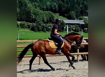 Caballo de deporte irlandés, Yegua, 6 años, 168 cm, Castaño