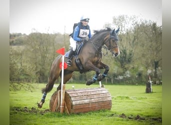 Caballo de deporte irlandés, Yegua, 6 años, 168 cm, Castaño rojizo