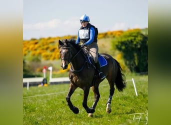 Caballo de deporte irlandés, Yegua, 6 años, 168 cm, Castaño rojizo