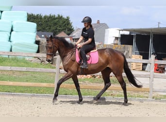 Caballo de deporte irlandés, Yegua, 6 años, 170 cm, Castaño
