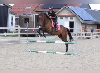 Caballo de deporte irlandés, Yegua, 6 años, 170 cm, Castaño