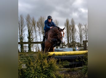 Caballo de deporte irlandés, Yegua, 6 años, 172 cm, Castaño