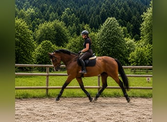 Caballo de deporte irlandés, Yegua, 6 años, 172 cm, Castaño