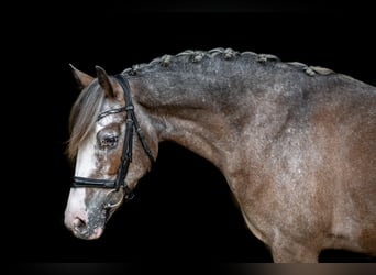 Caballo de deporte irlandés, Yegua, 7 años, 143 cm
