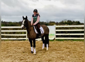 Caballo de deporte irlandés, Yegua, 7 años, 148 cm, Castaño