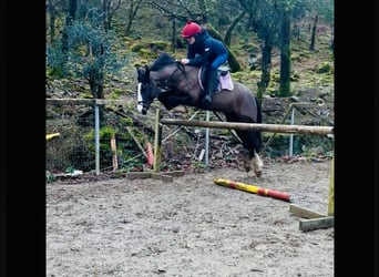Caballo de deporte irlandés, Yegua, 7 años, 148 cm, Castaño