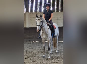 Caballo de deporte irlandés, Yegua, 7 años, 155 cm, Tordo