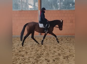 Caballo de deporte irlandés, Yegua, 7 años, 158 cm, Castaño