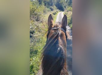 Caballo de deporte irlandés, Yegua, 7 años, 160 cm, Alazán-tostado