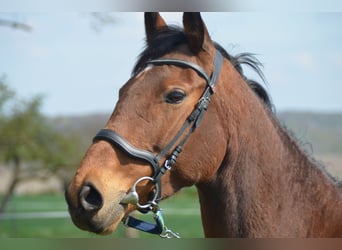 Caballo de deporte irlandés, Yegua, 7 años, 160 cm, Castaño