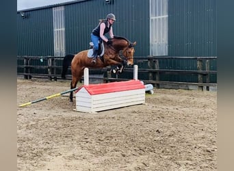 Caballo de deporte irlandés, Yegua, 7 años, 160 cm, Castaño