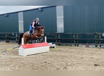 Caballo de deporte irlandés, Yegua, 7 años, 160 cm, Castaño