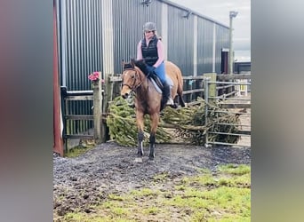 Caballo de deporte irlandés, Yegua, 7 años, 160 cm, Castaño