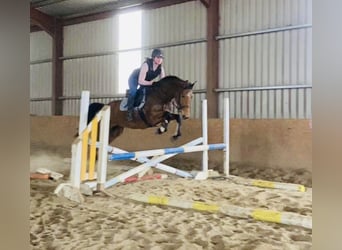 Caballo de deporte irlandés, Yegua, 7 años, 160 cm, Castaño