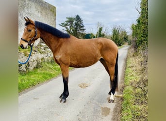 Caballo de deporte irlandés, Yegua, 7 años, 160 cm, Castaño