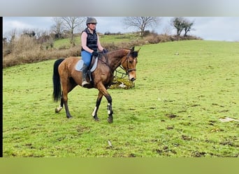 Caballo de deporte irlandés, Yegua, 7 años, 160 cm, Castaño