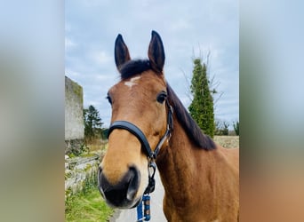 Caballo de deporte irlandés, Yegua, 7 años, 160 cm, Castaño