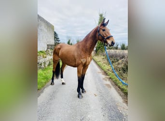 Caballo de deporte irlandés, Yegua, 7 años, 160 cm, Castaño