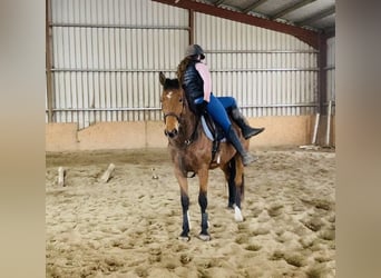 Caballo de deporte irlandés, Yegua, 7 años, 160 cm, Castaño