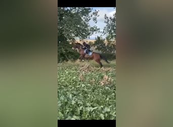 Caballo de deporte irlandés, Yegua, 7 años, 160 cm, Castaño claro
