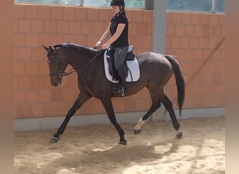 Caballo de deporte irlandés, Yegua, 7 años, 160 cm, Castaño oscuro
