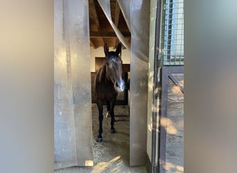 Caballo de deporte irlandés, Yegua, 7 años, 160 cm, Castaño oscuro