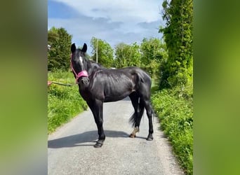 Caballo de deporte irlandés, Yegua, 7 años, 160 cm, Negro