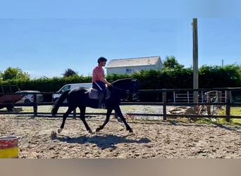 Caballo de deporte irlandés, Yegua, 7 años, 160 cm, Negro