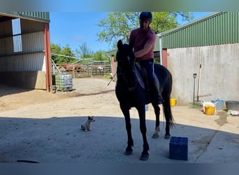 Caballo de deporte irlandés, Yegua, 7 años, 160 cm, Negro