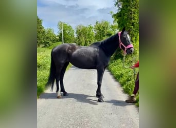 Caballo de deporte irlandés, Yegua, 7 años, 160 cm, Negro