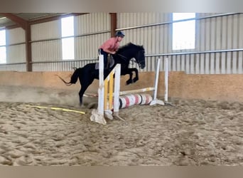 Caballo de deporte irlandés, Yegua, 7 años, 160 cm, Negro